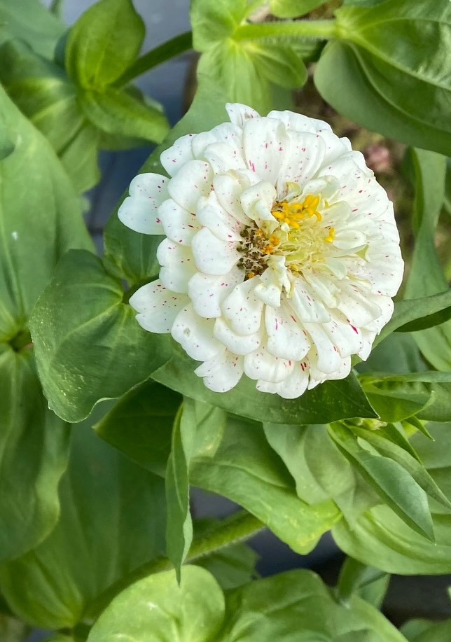 b zinnia white w flecs