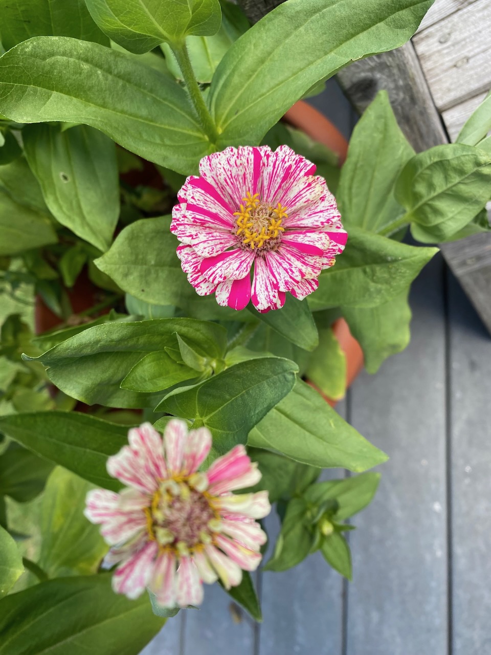 b zinnias varied