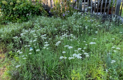 b garlic chives