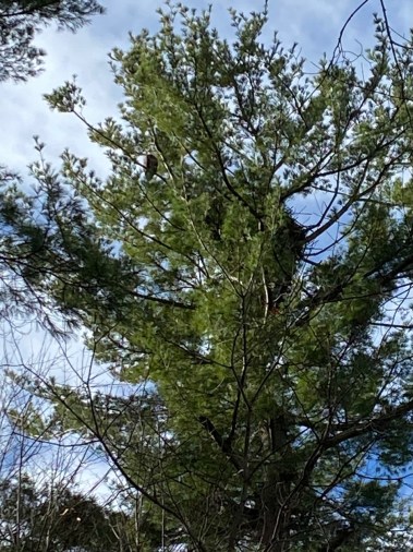 eagle wider view lookout