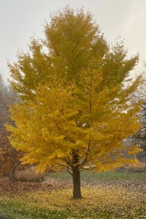 b gingko
