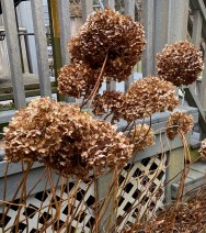 b seedhead hydrangeas