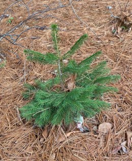 b littlest christmas tree