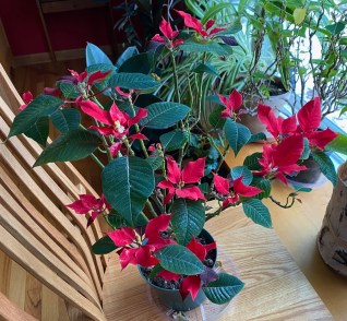 b poinsettia redux