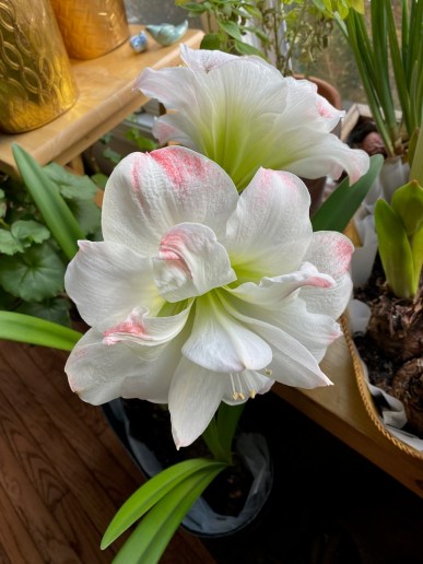 b amadeus amaryllis