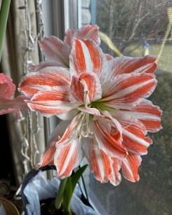 b stripey amaryllis