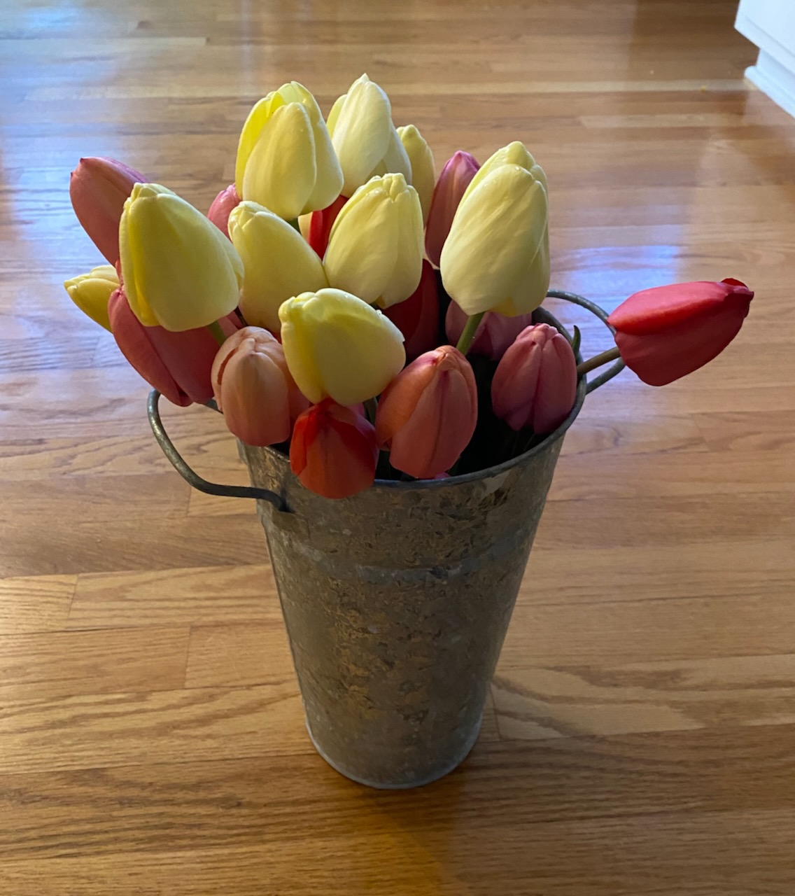 b tulips gathered