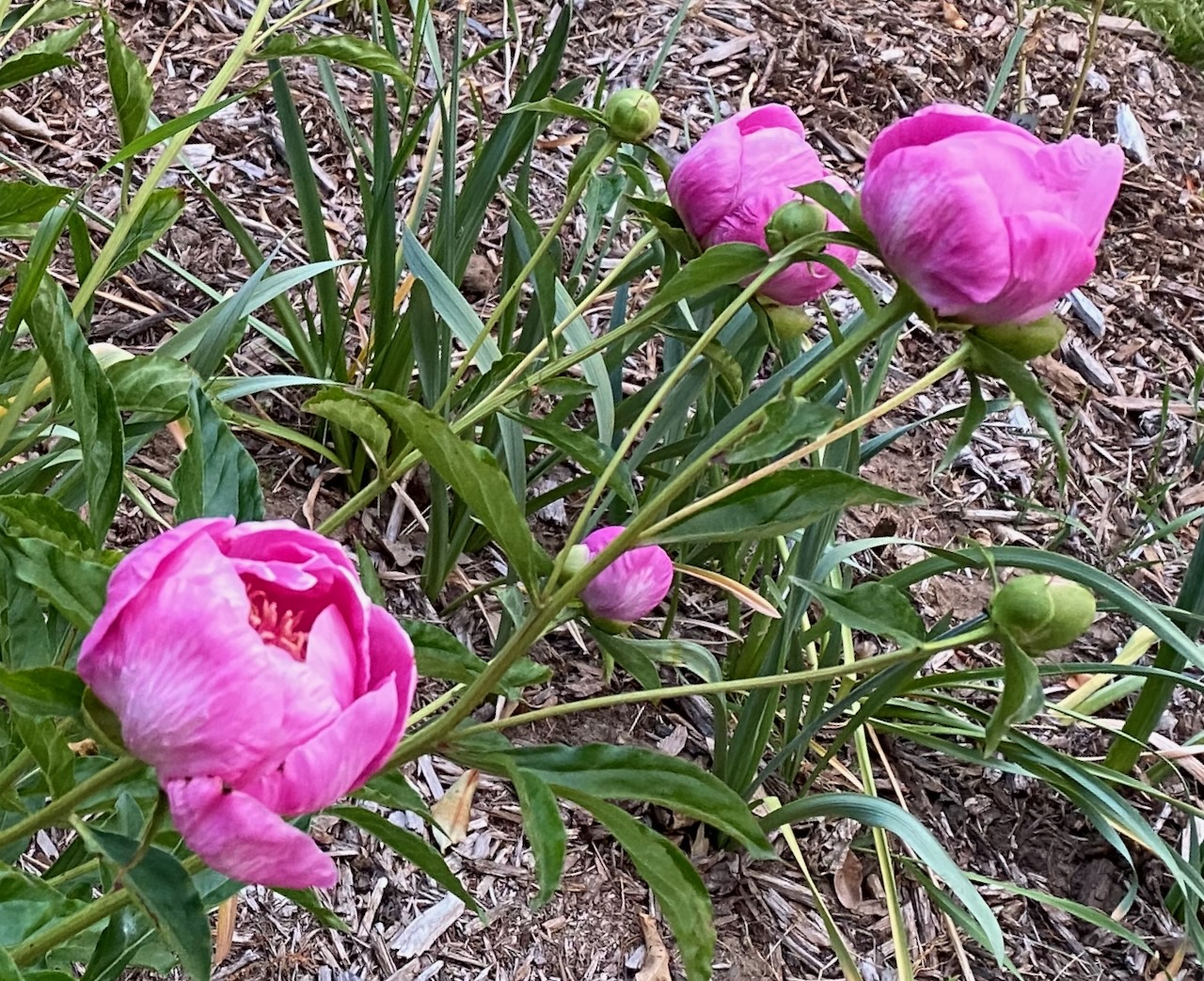 b peonies