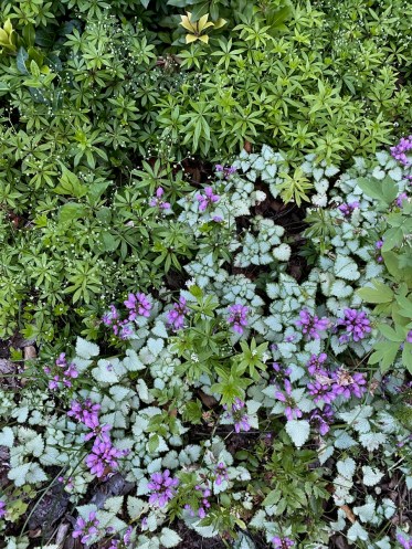 b woodruff and lamium