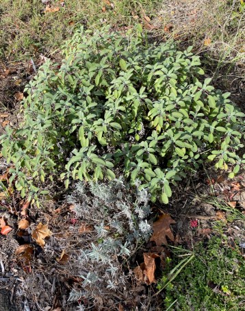 b lavender, sage, thyme