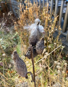 b milkweed