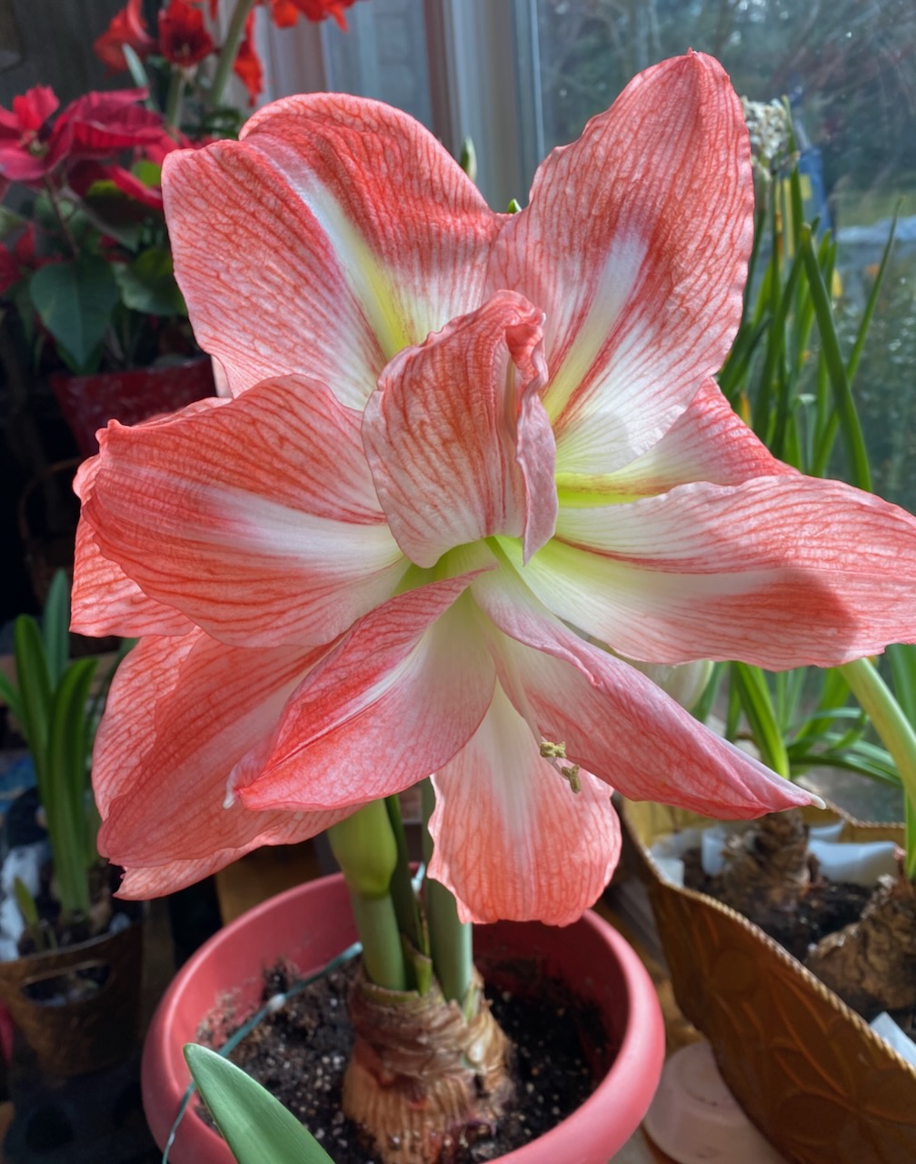 b amadeus amaryllis
