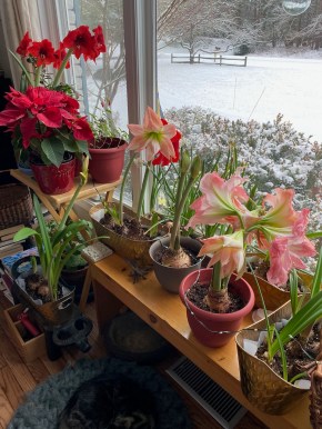 b amaryllis portrait