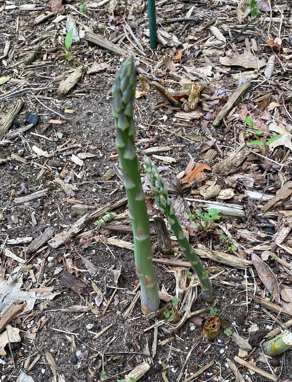 b asparagus