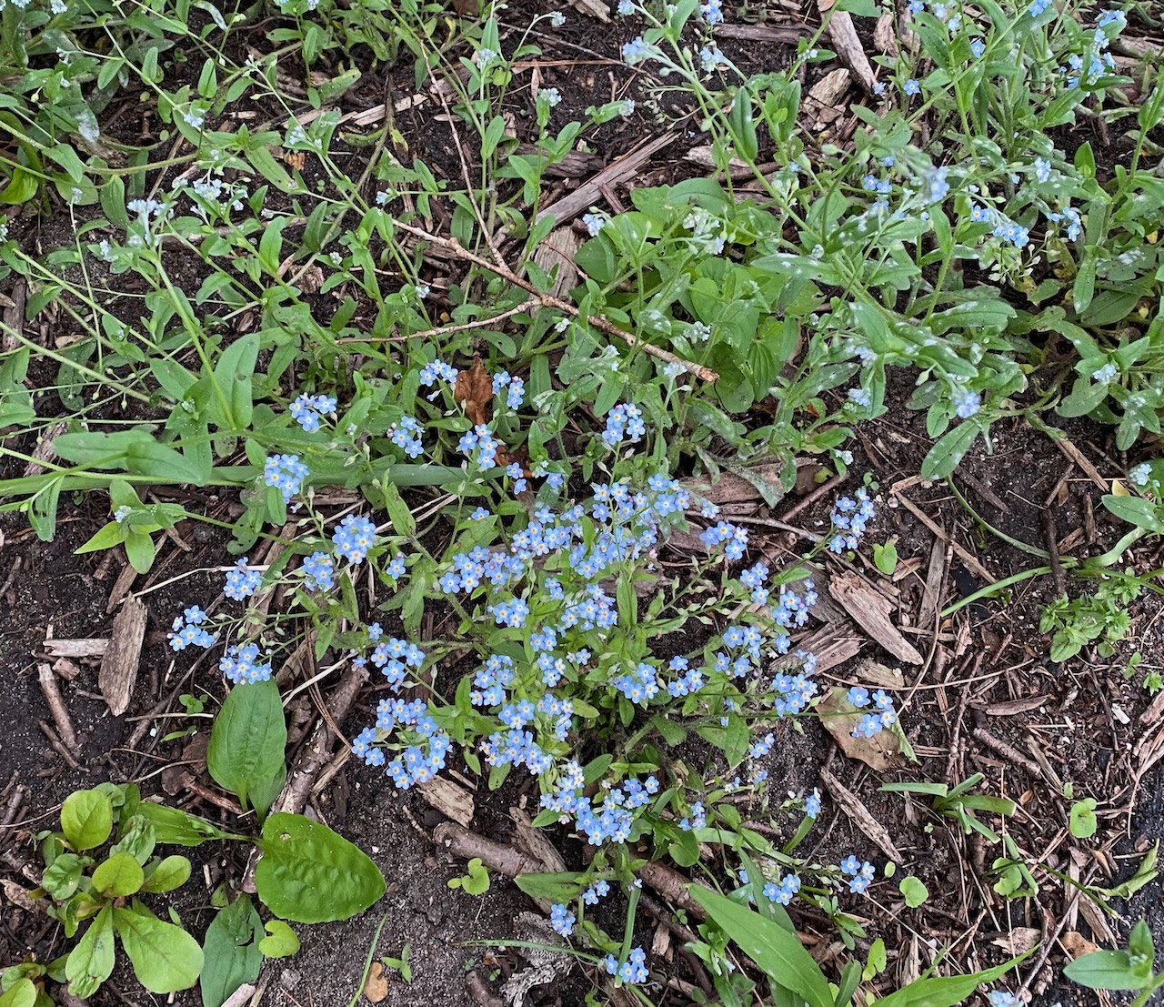 b forget-me-nots