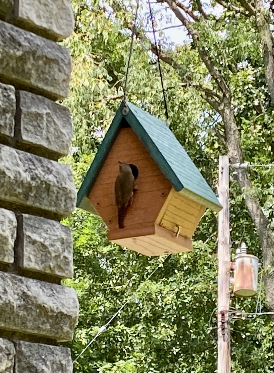 wren at door