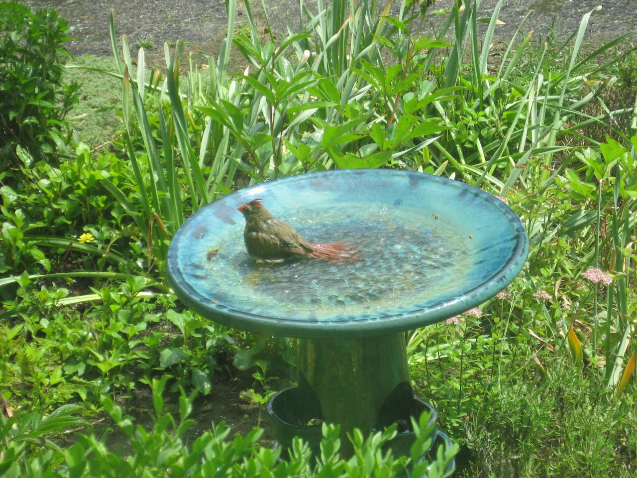 b carilady birdbath