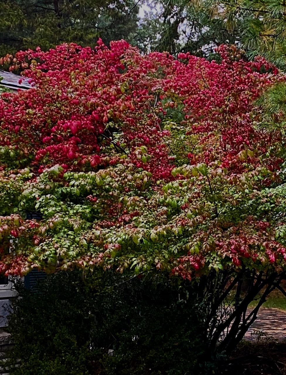 b burning bush